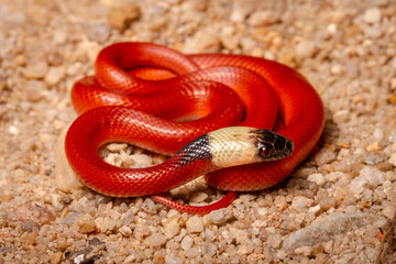 Canvas Print - close up of a red snake in sand