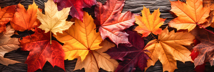 Wall Mural - colorful autumn leaves as panorama background