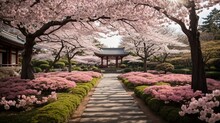 Japanese Cherry Blossom Garden Background With Path