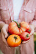A woman holds colorful tomatoes in her hands. Close-up.