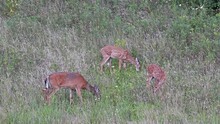 Doe And Two Fawns Grazing