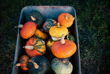 Pumpkins In A Dray Autumn Harvest