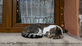 Fototapeta Kuchnia - śpiący kot na parapecie, drewniana rama okna, zasłona z wzorami