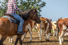 Working Horses: Ranch Work With Cattles In Summer Outdoors