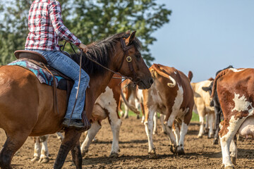 Working horses: Ranch work with cattles in summer outdoors