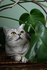 Wall Mural - Cute silver tabby british shorthair cat