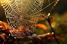 The Spider Web With Dew Drops, Orange Leaves On The Background
