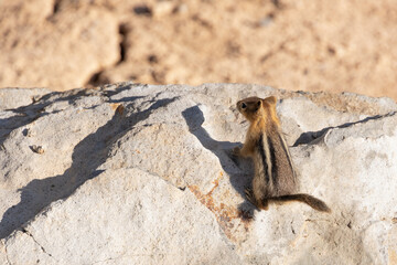 Wall Mural - Ground squirrel perched on a rock