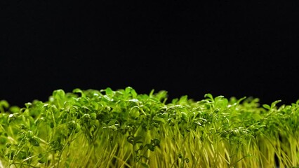 Sticker - Watering green plants with water and fertilizers. Slow motion