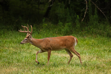 Wall Mural - big buck walking in meadow