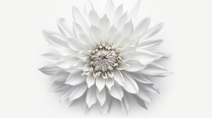 Wall Mural - Dahlia petals macro. Chrysanthemum flower head. Floral abstract background. Generative AI. Illustration for banner, poster, cover, brochure or presentation.