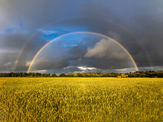  Double Rainbown over wheat field