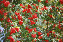 Pyracantha Berries