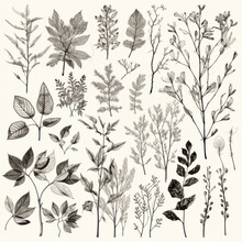 Leaves, Twigs, And Flowers Line Art 