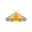 Ćma, nocny motyl. Wektorowa ilustracja kolorowego owada na białym tle.