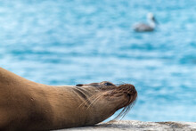 Some Sea Lions Resting And Sun Bathing On The Main Pier At Floreana Island's Harbour, One Of The Main Islands Of Galapagos, Ecuador