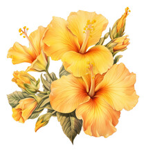 Hand Drawing Of Yellow Hibiscus Flowers Isolated.