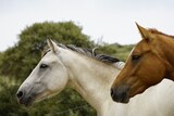 Fototapeta Konie - horses,animals,equine,nature