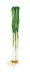 Wall Mural - Isolated leek onion in ingredients illustration