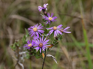 beautiful purple and yellow silky aster with natural background