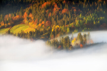 Sticker - Beautiful foggy morning over the forest