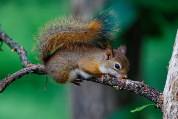 Wall Mural - Close up of an American Red Squirrel (Tamiasciurus hudsonicus) resting on a tree limb during spring. Selective focus, background blur and foreground blur.
