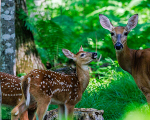 Wall Mural - White-tailed deer (Odocoileus virginianus) fawn with spots looking up at its mother in a forest clearing. Selective focus, background blur, foreground blur
