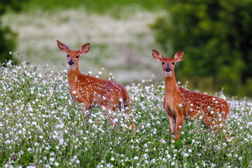 Wall Mural - Pair of white-tailed deer (Odocoileus virginianus) fawns with spots standing in a field of wild flowers during summer. Selective focus, background blur, foreground blur
