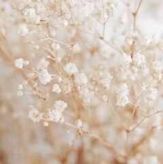 Wall Mural - White gypsophila flowers or baby's breath flowers close up on beige  background selective focus. Flowers background.Botanical poster