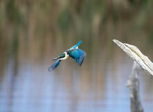 Sacred Kingfisher, Kotare, (Todiramphus Sanctus) In Flight Over Water In A Wetlands