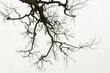 Leinwandbild Motiv dead tree or Dry tree branches isolate on white background