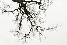 Dead Tree Or Dry Tree Branches Isolate On White Background