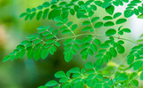 Fototapeta Zwierzęta - Fresh Green moringa tree leaves background