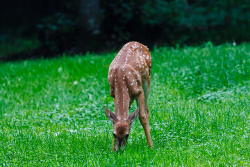 Wall Mural - White-tailed deer (Odocoileus virginianus) fawn with spots eating in a hay field during late summer. Selective focus, background blur, foreground blur
