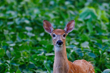Wall Mural - Close up of a white-tailed deer (Odocoileus virginianus) fawn with spots standing in a soybean field during late summer. Selective focus, background blur, foreground blur
