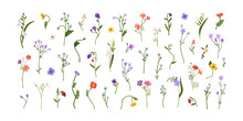 Spring Flowers, Floral Stems, Branches Set. Gentle Blooming Field Plants. Botanical Decorations, Anemones, Freesia, Spreading Bellflower. Flat Graphic Vector Illustrations Isolated On White Background