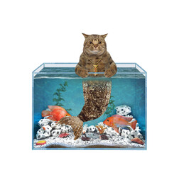 Wall Mural - Cat mermaid in square aquarium