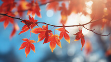 もみじの紅葉と秋の青空 Maple Autumn Leaves And Blue Sky