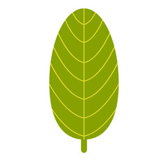 Poster - Banana leaf flat illustration