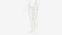 The Lymphatic Vessels Of The Lower Limb Can Be Divided Into Two Major Groups .