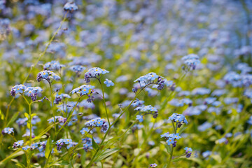 Wall Mural - Blue wild forget-me-not flower, summer blue colour background