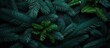 © EnelEva - Christmas tree branches on a natural background