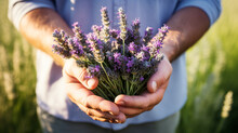 Close-up Partial View Of Farmer Holding Organic Lavender . Generative AI.