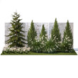 garden trees thuja cypress spruce pine miscanthus on a white background