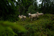 A flock of free-range sheep in the forest.
