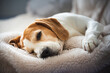 Cute Beagle sleeping on sofa at home. Adorable pet background