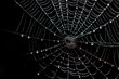 © Damianius - Bright Spider Web On A Dark Black Background Created With The Help Of Artificial Intelligence