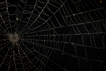 Wall Mural - Bright Spider Web On A Dark Black Background Created With The Help Of Artificial Intelligence
