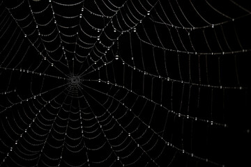 Wall Mural - Bright Spider Web On A Dark Black Background Created With The Help Of Artificial Intelligence
