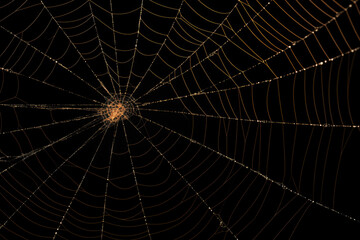 Wall Mural - Bright Spider Web On A Dark Black Background Created With The Help Of Artificial Intelligence